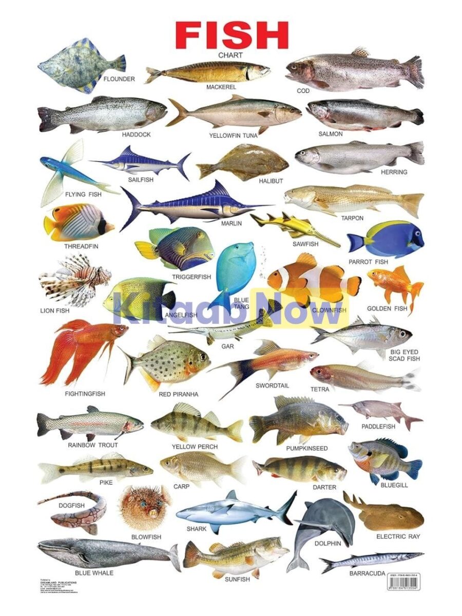 Scientific Fish Chart Wall Chart: Fish | KitaabNow